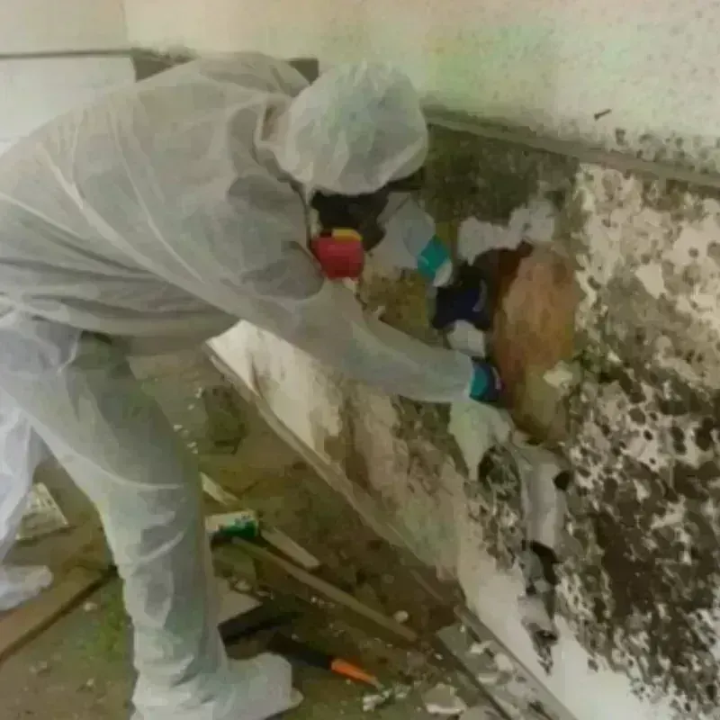 Mold Remediation and Removal in El Lago, TX